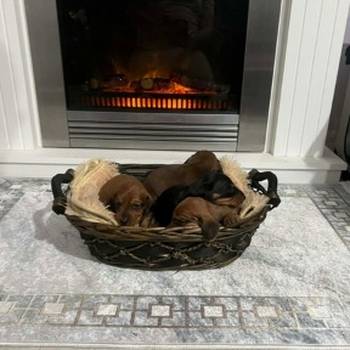 Patuljasti jazavičari kratkodlaki