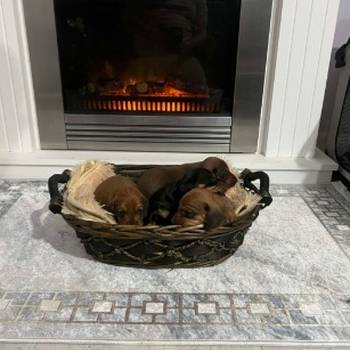 Patuljasti jazavičari kratkodlaki