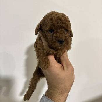 Crvene i aprikot toy pudle