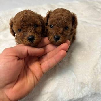 Crvene i aprikot toy pudle