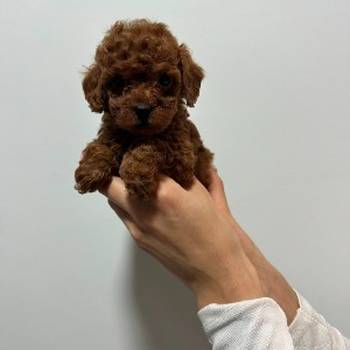 Crvene i aprikot toy pudle