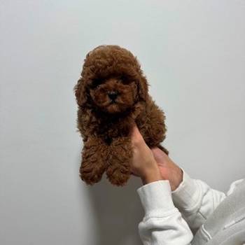 Crvene i aprikot toy pudle