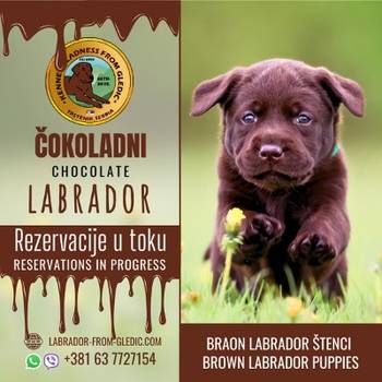 Braon Labrador štenci