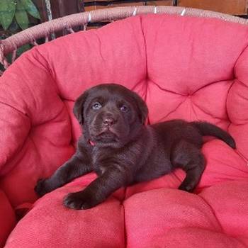 Braon Labrador štenci