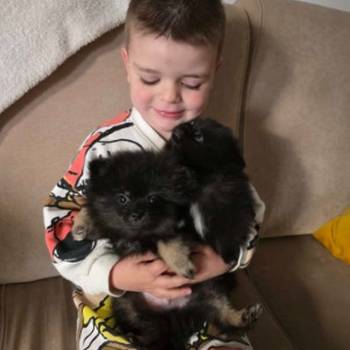 Na prodaju preslatki pomeranci