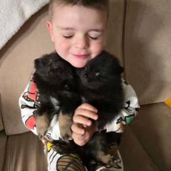 Na prodaju preslatki pomeranci