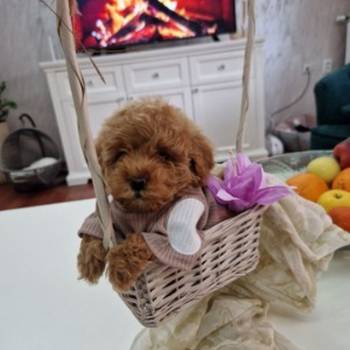 Toy pudle maleni mečići spremni za preuzimanje