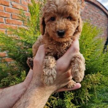 Toy pudle maleni mečići spremni za preuzimanje