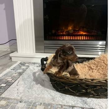 Patuljasti kratkodlaki jazavičari ekstra mini