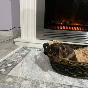 Patuljasti kratkodlaki jazavičari ekstra mini