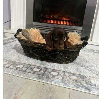 Patuljasti kratkodlaki jazavičari ekstra mini