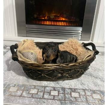 Patuljasti kratkodlaki jazavičari ekstra mini