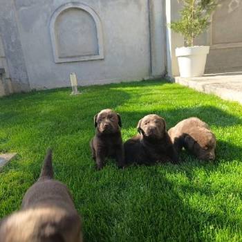Štenci čokoladnog labradora