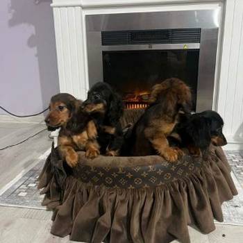 Dugodlaki patuljasti jazavičari štenci