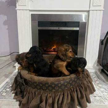 Dugodlaki patuljasti jazavičari štenci