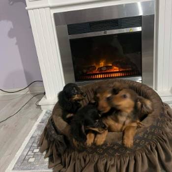 Dugodlaki patuljasti jazavičari štenci