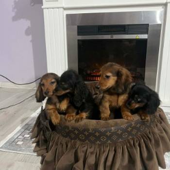 Dugodlaki patuljasti jazavičari štenci