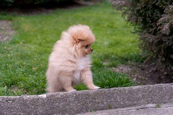 Štenci pomeranaca vrhunskog, šampionskog porekla