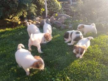 Džek Rasel Terijer, štenci