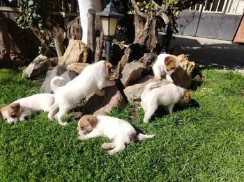 Džek Rasel Terijer, štenci