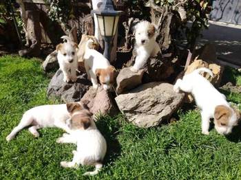 Džek Rasel Terijer, štenci