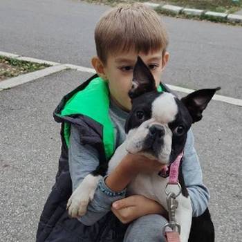 Boston terijer mužjak