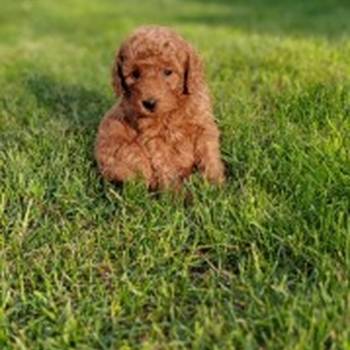 Patuljasta pudla stenci