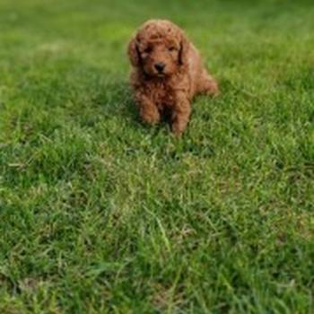 Patuljasta pudla stenci