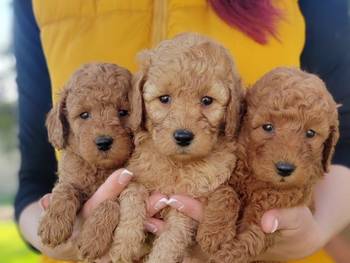 Patuljasta pudla stenci