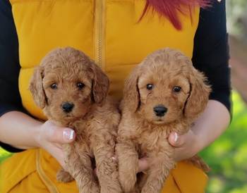 Patuljasta pudla stenci