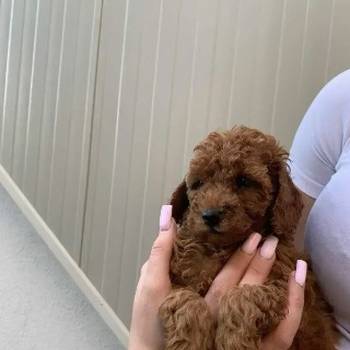 Pudla crveni i aprikot patuljasti stenci