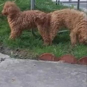 Pudla crveni i aprikot patuljasti stenci