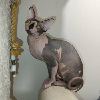 Mačak sphynx dostupan za parenje