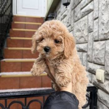 Maltipoo vrhunske genetike