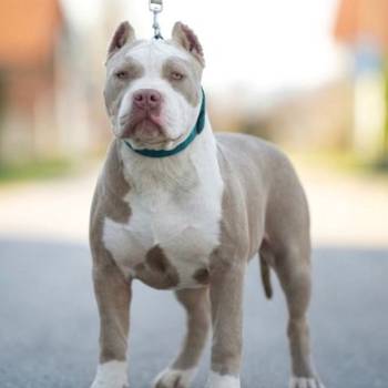 American bully XL / XXL