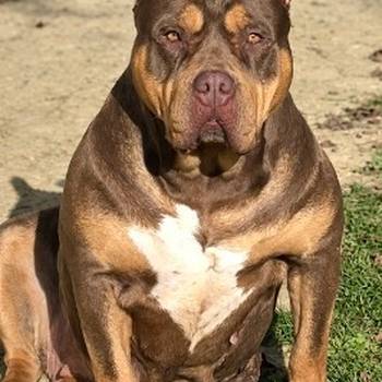 American bully XL / XXL
