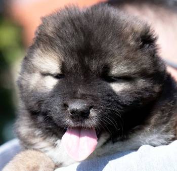 Kavkaski Ovčar štenci