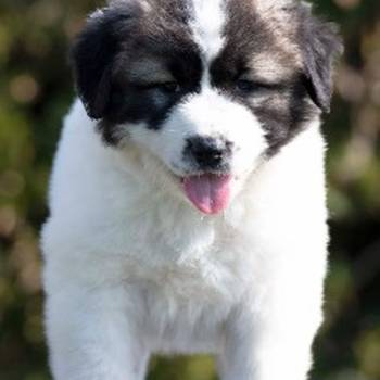 Kavkaski Ovčar štenci