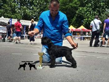 Patuljasti šnaucer štenci