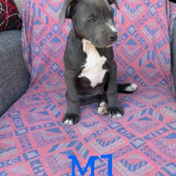 Pitbul Blue Nose stenci