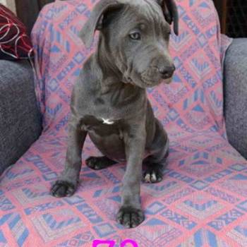 Pitbul Blue Nose stenci