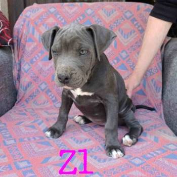 Pitbul Blue Nose stenci