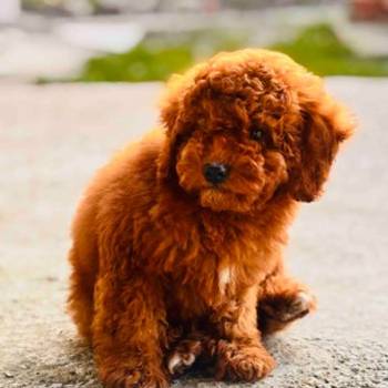 Crvena patuljasta pudla