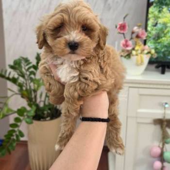 Maltipoo stenci spremni su za preuzimanje