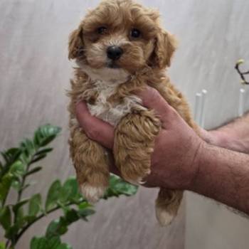 Maltipoo stenci spremni su za preuzimanje