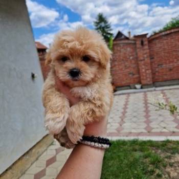 Maltipoo stenci spremni su za preuzimanje