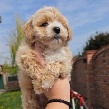 Maltipoo stenci spremni su za preuzimanje