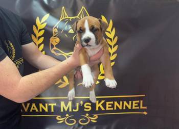 Američki Stafordski Terijer štenci