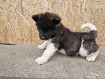 Američka Akita štenci