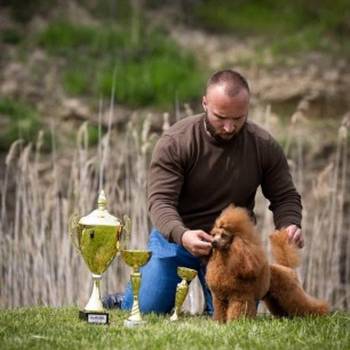 Crveni toy mužjak dostupan za parenje